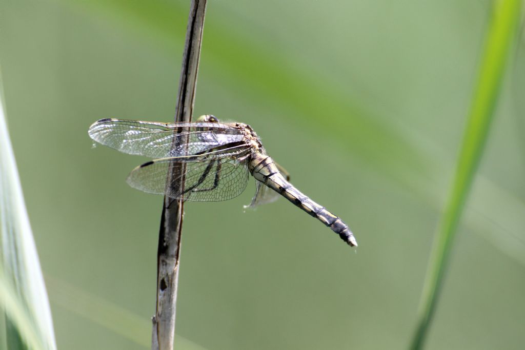 Orthetrum albistylum  femmina